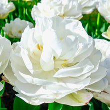 Načíst obrázek do prohlížeče Galerie, Tulipán - "Cotton Candy", 5ks nebo 10ks
