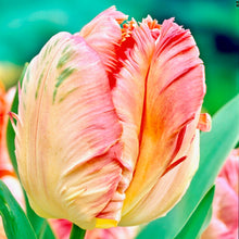 Načíst obrázek do prohlížeče Galerie, Tulipán - "Apricot Parrot", 5ks nebo 10ks
