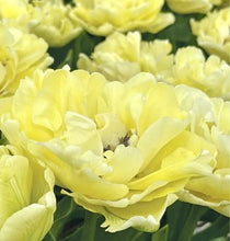 Načíst obrázek do prohlížeče Galerie, Tulipán - "Avantgarde", 5ks nebo 10ks
