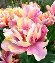 Načíst obrázek do prohlížeče Galerie, Tulipán - "Pink Star", 5ks nebo 10ks
