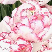Načíst obrázek do prohlížeče Galerie, Tulipán - "Wild Romance", 5ks, 10ks
