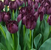 Načíst obrázek do prohlížeče Galerie, Tulipán - "Paint it Black", 5ks nebo 10ks

