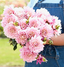 Načíst obrázek do prohlížeče Galerie, Jiřina - "Karma Prospero® ", 1ks
