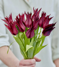Načíst obrázek do prohlížeče Galerie, Tulipán - &quot;Sarah Raven&quot;, 5ks, 10ks

