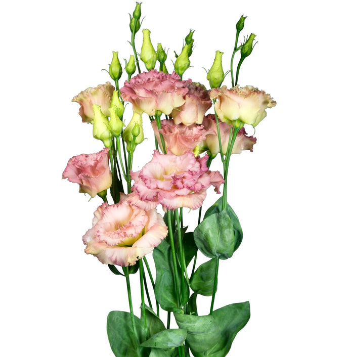 Jícnovka (Eustoma) - 