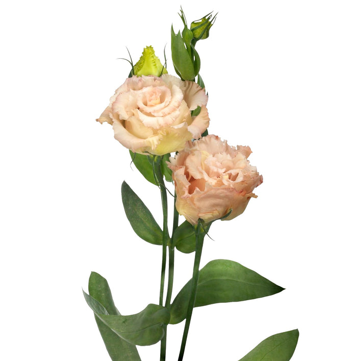 Jícnovka (Eustoma) - 