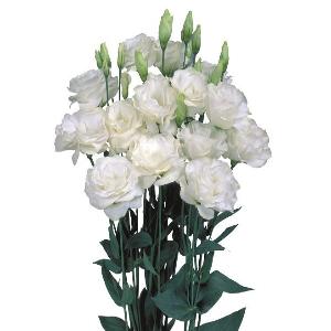 Jícnovka (Eustoma) - 