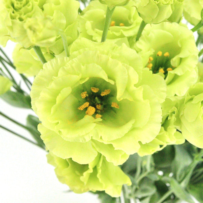 Jícnovka (Eustoma) - 