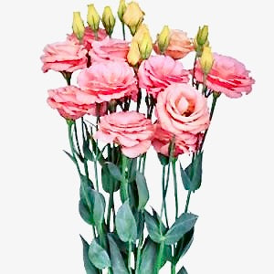 Jícnovka (Eustoma) - 