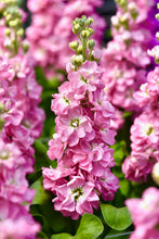 Načíst obrázek do prohlížeče Galerie, Fiala sivá - &quot;Stock, Mathilda&quot;, Antique rose
