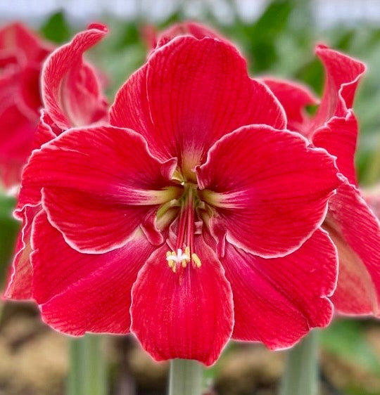 Hvězdník (Amaryllis) - 