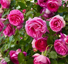 Načíst obrázek do prohlížeče Galerie, Růže - &quot;Pink EDEN ROSE® . Margaret Mae&quot; (Cyclamen Pierre de Ronsard), sazenice 1ks
