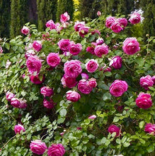 Načíst obrázek do prohlížeče Galerie, Růže - &quot;Pink EDEN ROSE® . Margaret Mae&quot; (Cyclamen Pierre de Ronsard), sazenice 1ks
