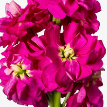 Načíst obrázek do prohlížeče Galerie, Fiala sivá - &quot;Milla&quot;, Deep Rose
