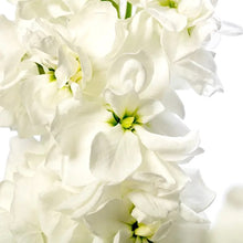 Načíst obrázek do prohlížeče Galerie, Fiala sivá - &quot;Milla&quot;, White
