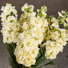 Načíst obrázek do prohlížeče Galerie, Fiala sivá - &quot;Stock&quot;, Miracle Yellow
