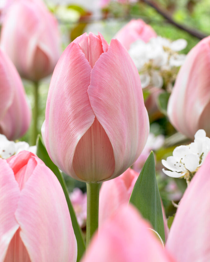 Tulipán - 
