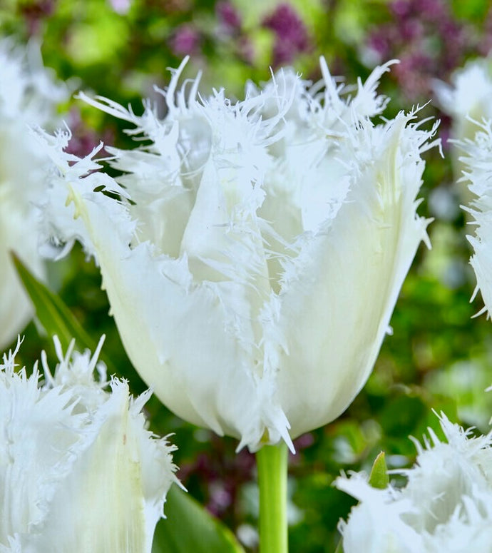 Tulipán - 