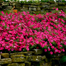 Načíst obrázek do prohlížeče Galerie, Petunie - "Hybrid Tidal Wave", Hot Pink
