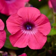 Načíst obrázek do prohlížeče Galerie, Petunie - "Hybrid Tidal Wave", Hot Pink
