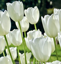 Načíst obrázek do prohlížeče Galerie, Tulipán - &quot;Maureen&quot;, 5ks, 10ks
