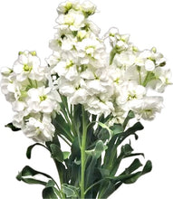 Načíst obrázek do prohlížeče Galerie, Fiala sivá - "Katz", White
