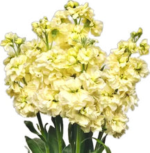 Načíst obrázek do prohlížeče Galerie, Fiala sivá - "Katz", Yellow
