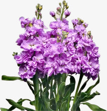 Načíst obrázek do prohlížeče Galerie, Fiala sivá - "Katz", Lavender Blue
