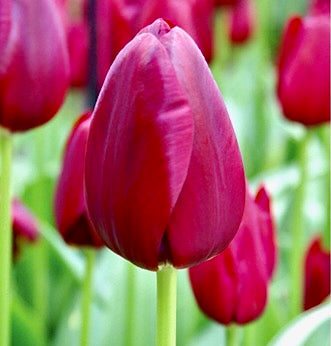Tulipán - 