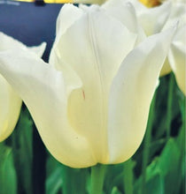 Načíst obrázek do prohlížeče Galerie, Tulipán - &quot;Yankee&quot;, 5ks, 10ks
