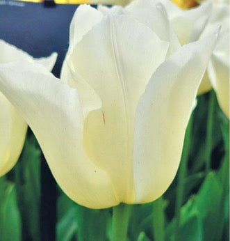 Tulipán - 
