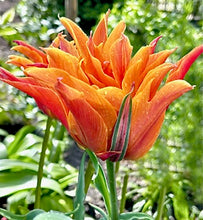 Načíst obrázek do prohlížeče Galerie, Tulipán - &quot;Campbell (Ballerina Double)&quot;, 5ks, 10ks, 50ks nebo 100ks
