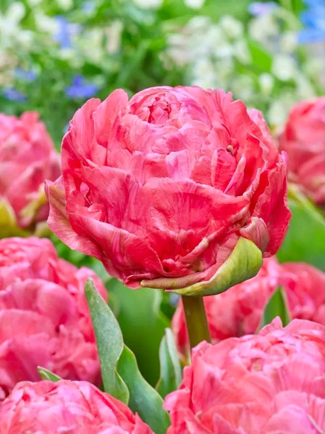 Tulipán - 
