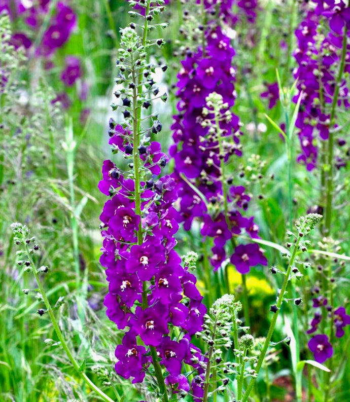 Divizna brunátná - 