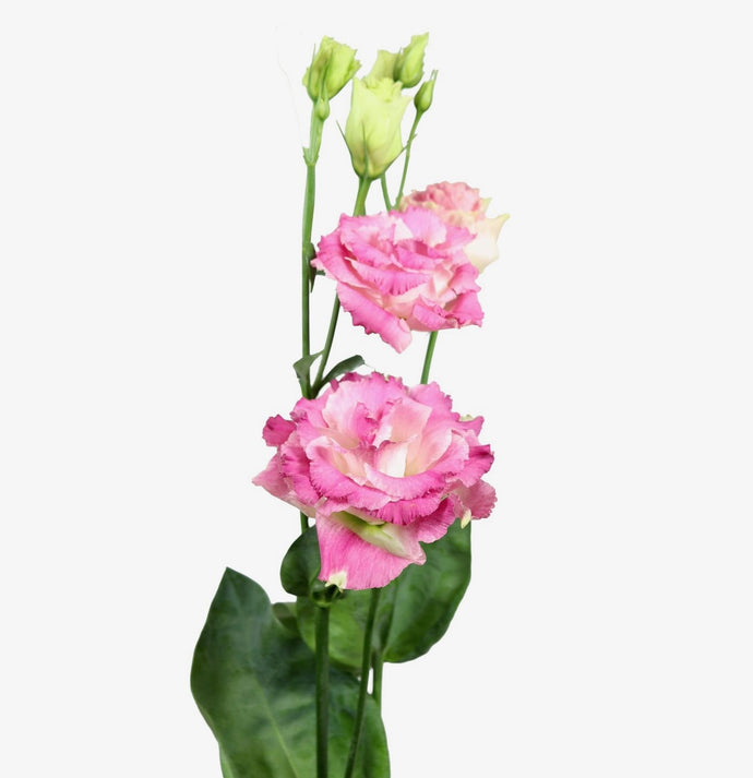 Jícnovka (Eustoma)  