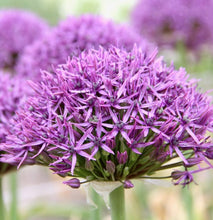 Načíst obrázek do prohlížeče Galerie, Okrasný česnek - &quot;Violet Beauty&quot;, 5ks
