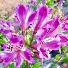 Načíst obrázek do prohlížeče Galerie, Alstrœmerie (Peruánská lilie)  - "Arcturus"
