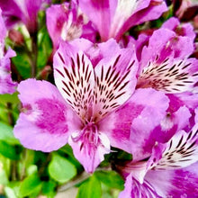 Načíst obrázek do prohlížeče Galerie, Alstrœmerie (Peruánská lilie)  - "Arcturus"
