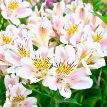 Načíst obrázek do prohlížeče Galerie, Alstrœmerie (Peruánská lilie)  - "Venus"
