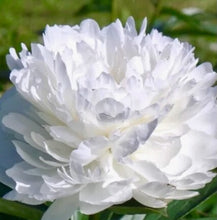 Načíst obrázek do prohlížeče Galerie, Pivoňka - "Amalia Olson", 1ks
