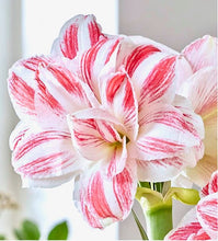 Načíst obrázek do prohlížeče Galerie, Hvězdník (Amaryllis)  - &quot;Amazing Belle&quot;®, 1ks
