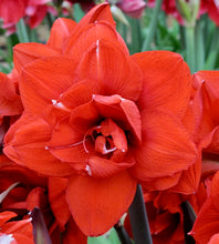 Načíst obrázek do prohlížeče Galerie, Hvězdník (Amaryllis) - &quot;Double King&quot;, 1ks
