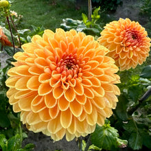 Načíst obrázek do prohlížeče Galerie, Jiřina - "Amber Crystal", 1ks
