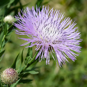 Chrpa americká -