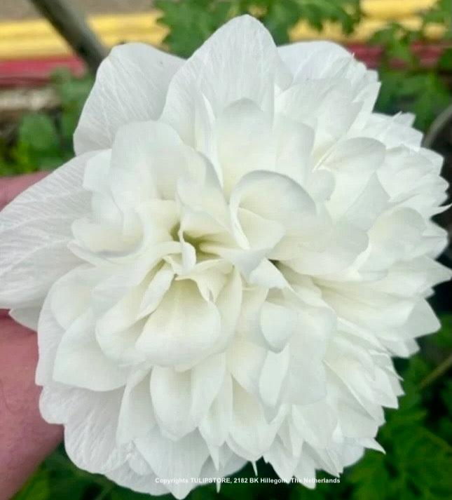 Sasanka (Anemone) Carillon - 