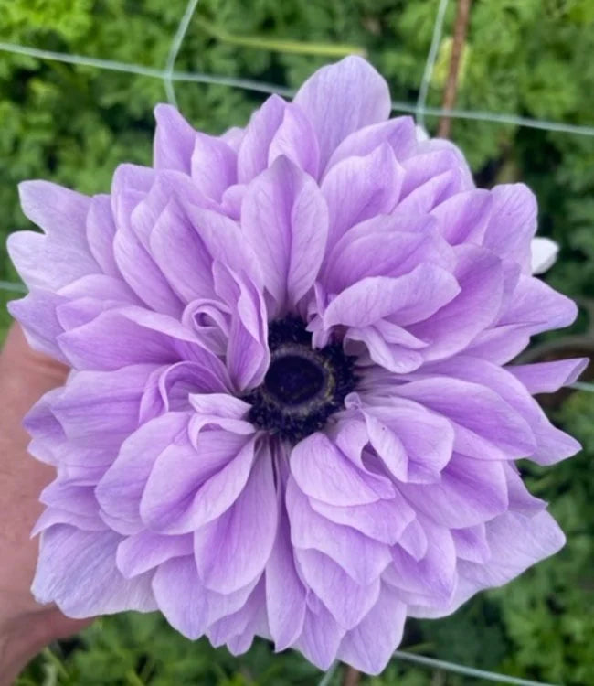 Sasanka (Anemone) Carillon - 