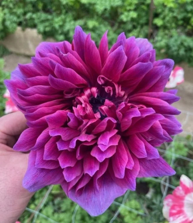 Sasanka (Anemone) Carillon - 