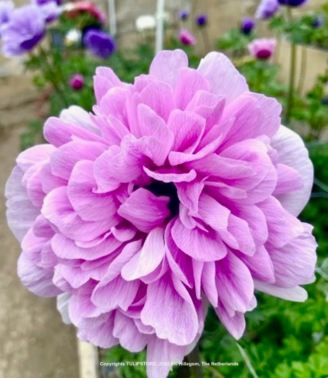 Sasanka (Anemone) Carillon - 
