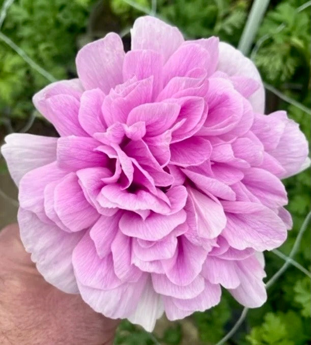 Sasanka (Anemone) Carillon - 