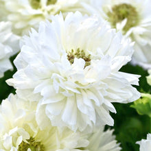 Načíst obrázek do prohlížeče Galerie, Sasanka (Anemone) - "LEVANTE®", Bianco, 5ks
